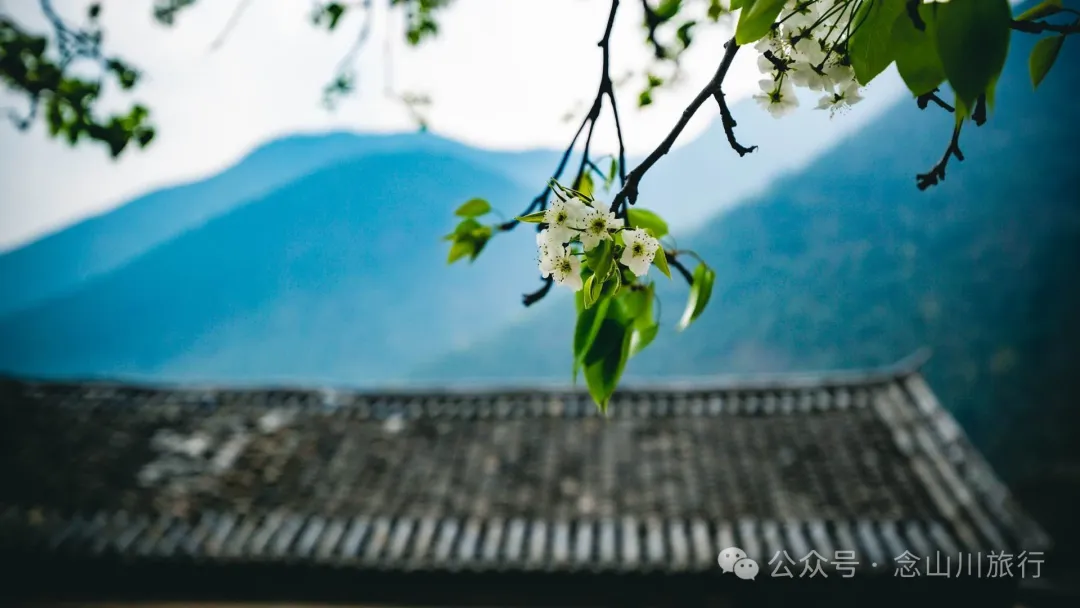 大理巍山五印鄉麻櫟樹村：一樹梨花一鄉愁 - 第2張