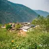 大理巍山五印乡麻栎树村:一树梨花一乡愁