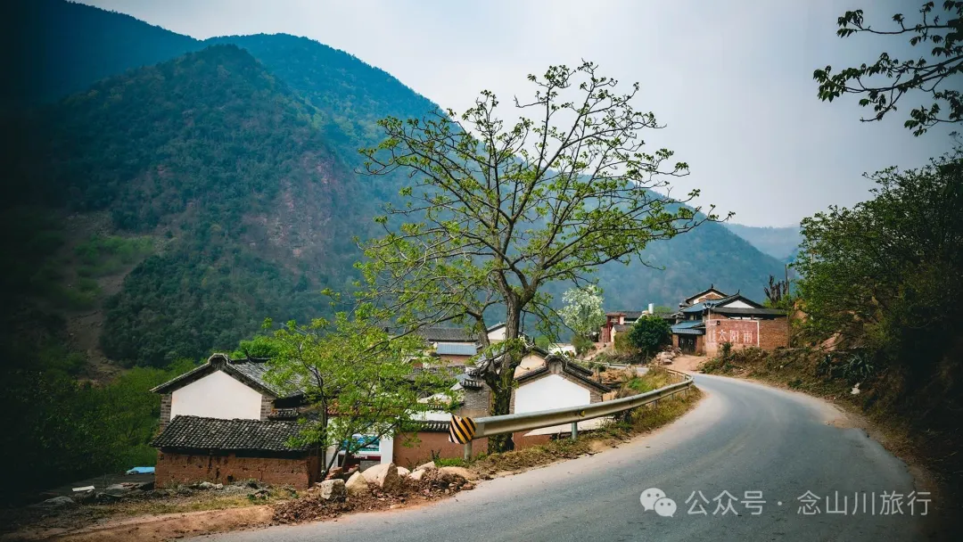 大理巍山五印鄉麻櫟樹村：一樹梨花一鄉愁 - 第5張