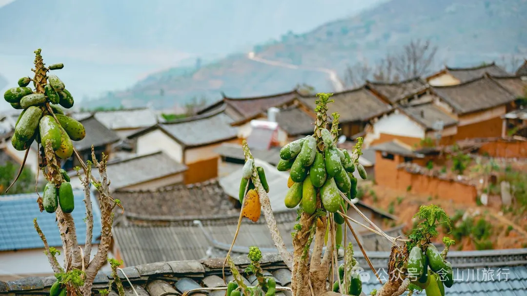 大理巍山牛街乡小密习村:黑惠江畔的柠檬香境,一首写在远方的诗 - 第15张