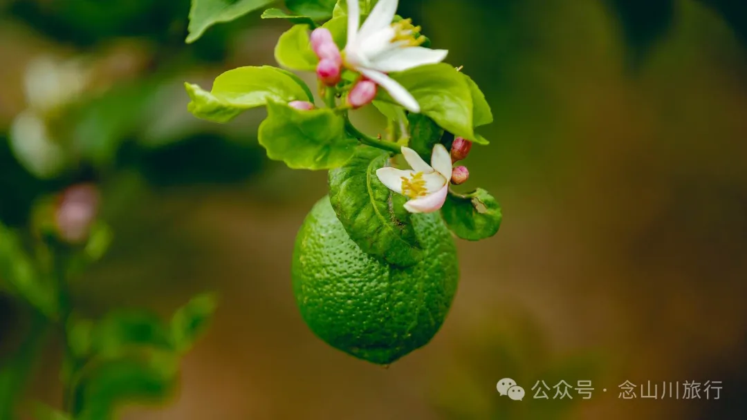 大理巍山牛街乡小密习村:黑惠江畔的柠檬香境,一首写在远方的诗 - 第18张