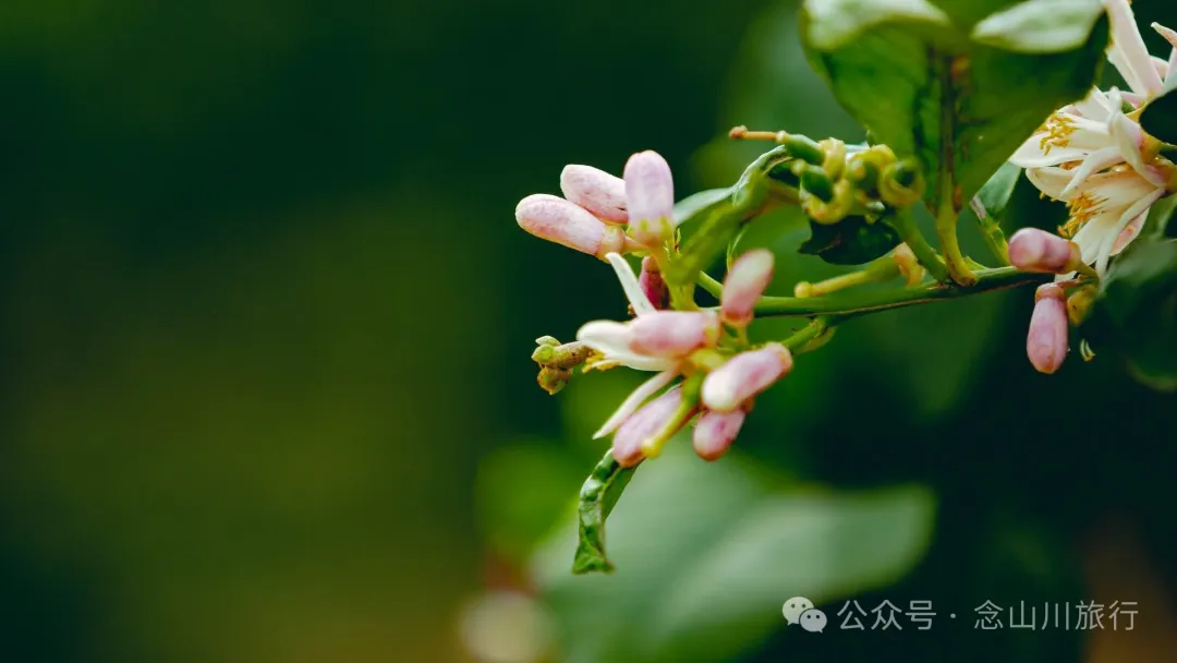 大理巍山牛街乡小密习村:黑惠江畔的柠檬香境,一首写在远方的诗 - 第19张