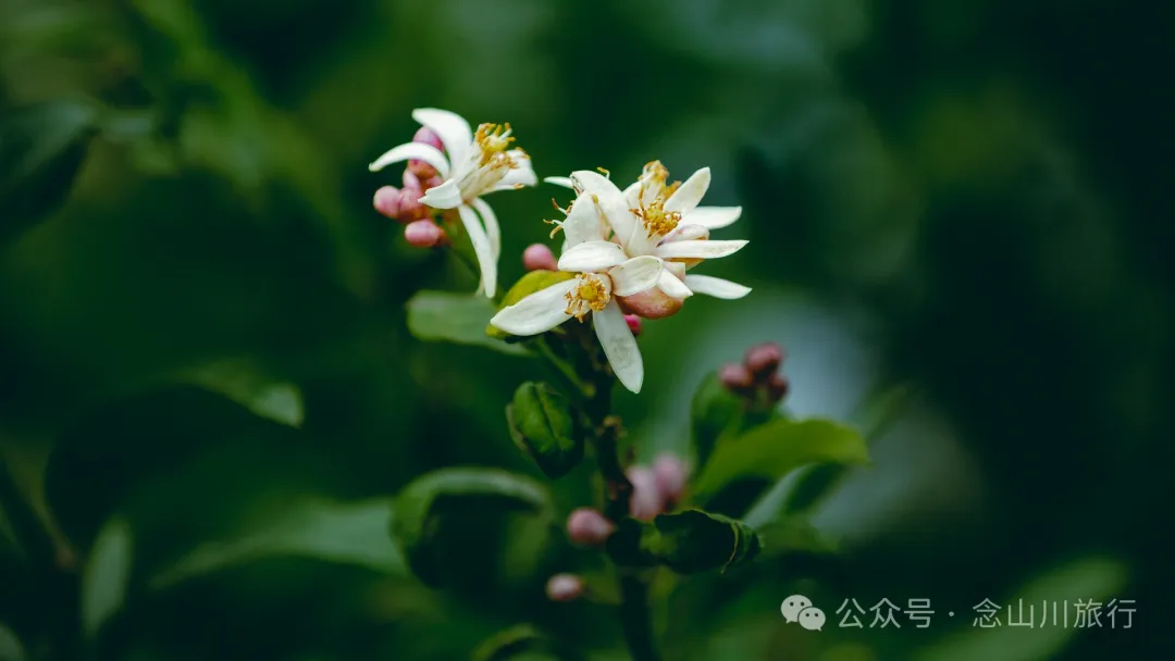 大理巍山牛街乡小密习村:黑惠江畔的柠檬香境,一首写在远方的诗 - 第20张