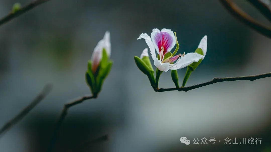 大理巍山牛街乡小密习村:黑惠江畔的柠檬香境,一首写在远方的诗 - 第22张