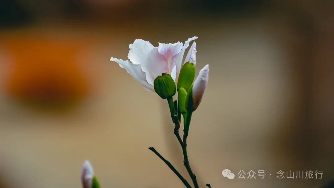 大理巍山牛街乡小密习村:黑惠江畔的柠檬香境,一首写在远方的诗 - 第23张
