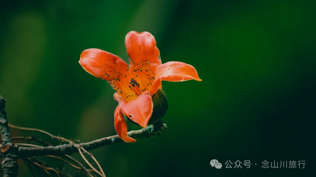 大理巍山牛街乡小密习村:黑惠江畔的柠檬香境,一首写在远方的诗 - 第26张