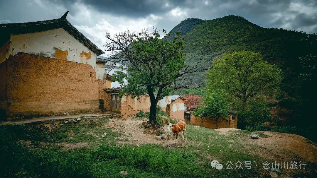 大理巍山五印乡白乃村:绿树掩映,红花点缀,小鸡足山脚下的村庄 - 第13张