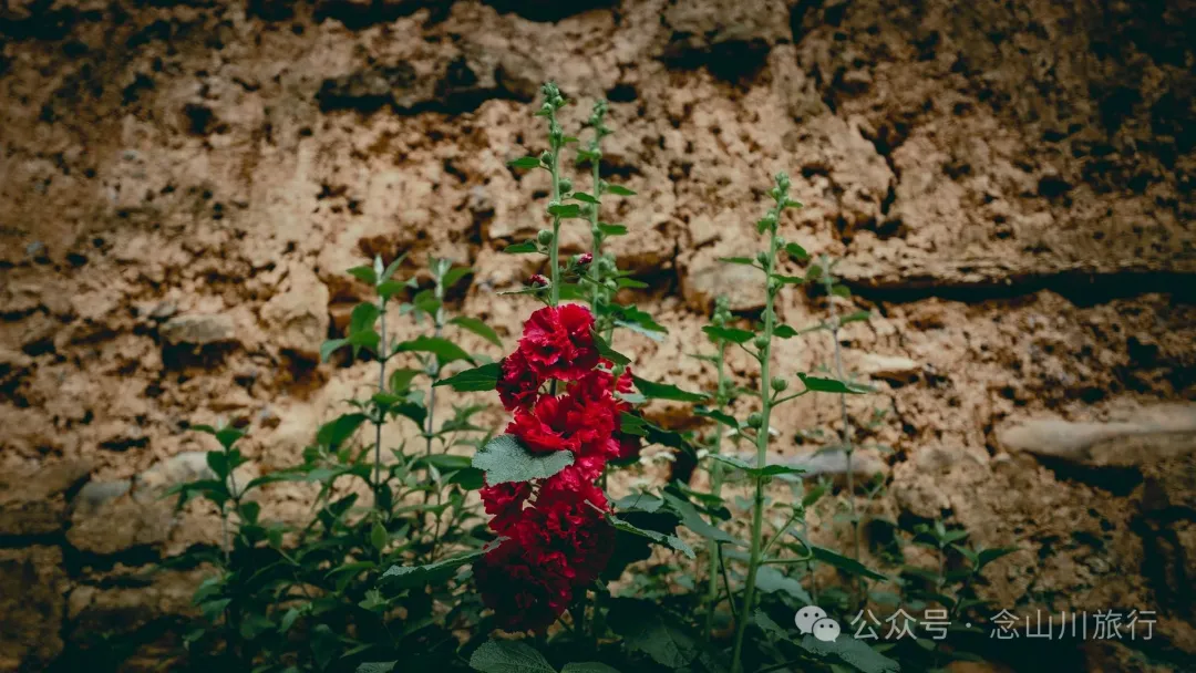 大理巍山五印乡白乃村:绿树掩映,红花点缀,小鸡足山脚下的村庄 - 第20张