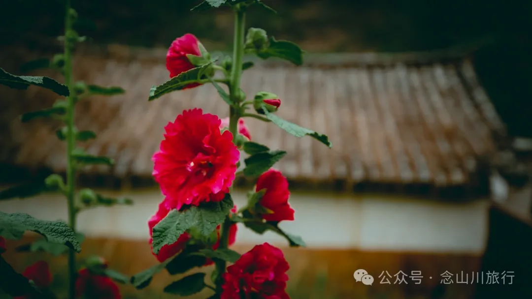 大理巍山五印乡白乃村:绿树掩映,红花点缀,小鸡足山脚下的村庄 - 第21张