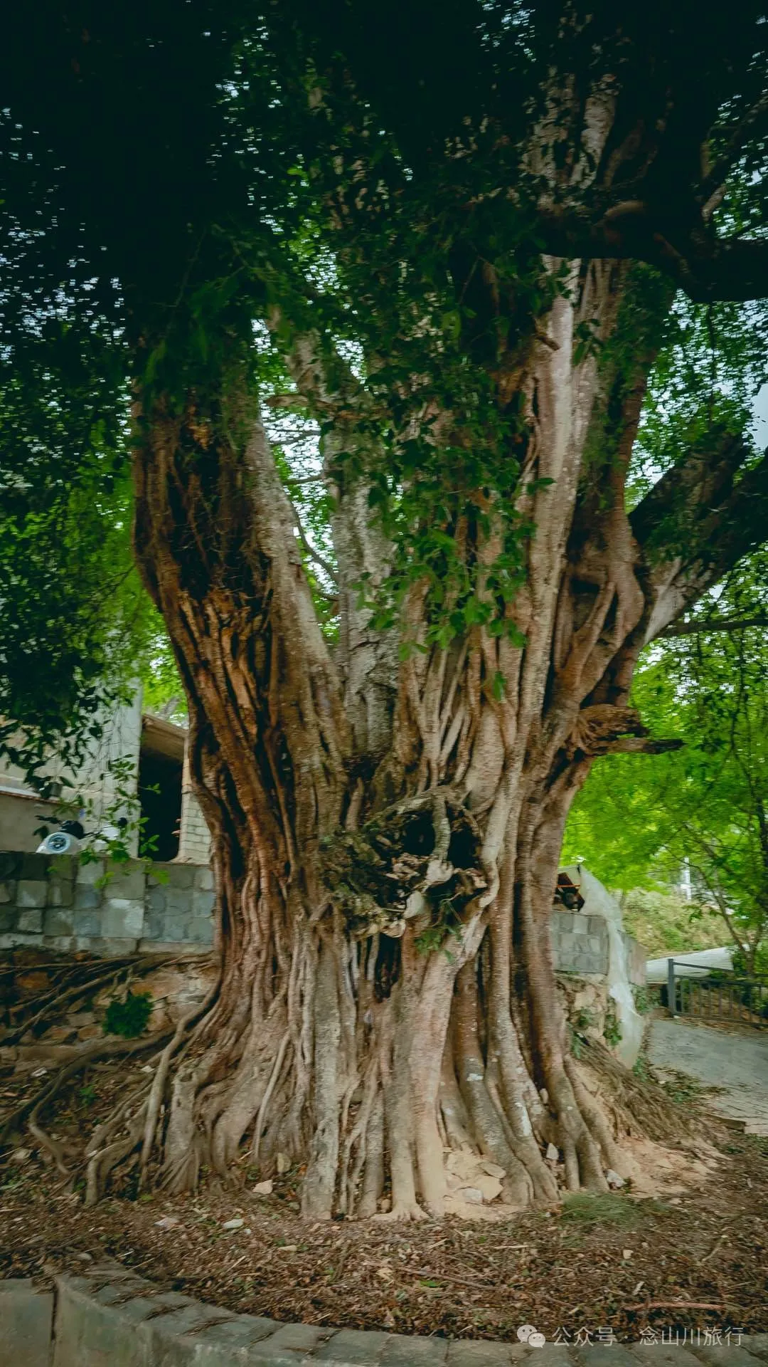 大理南涧小湾东镇老家库村:千年彝寨,宛如漂浮在绿海上的岛屿 - 第25张