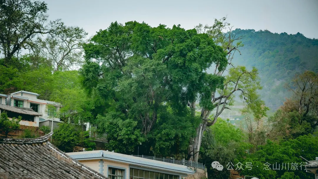 大理南涧小湾东镇老家库村:千年彝寨,宛如漂浮在绿海上的岛屿 - 第3张