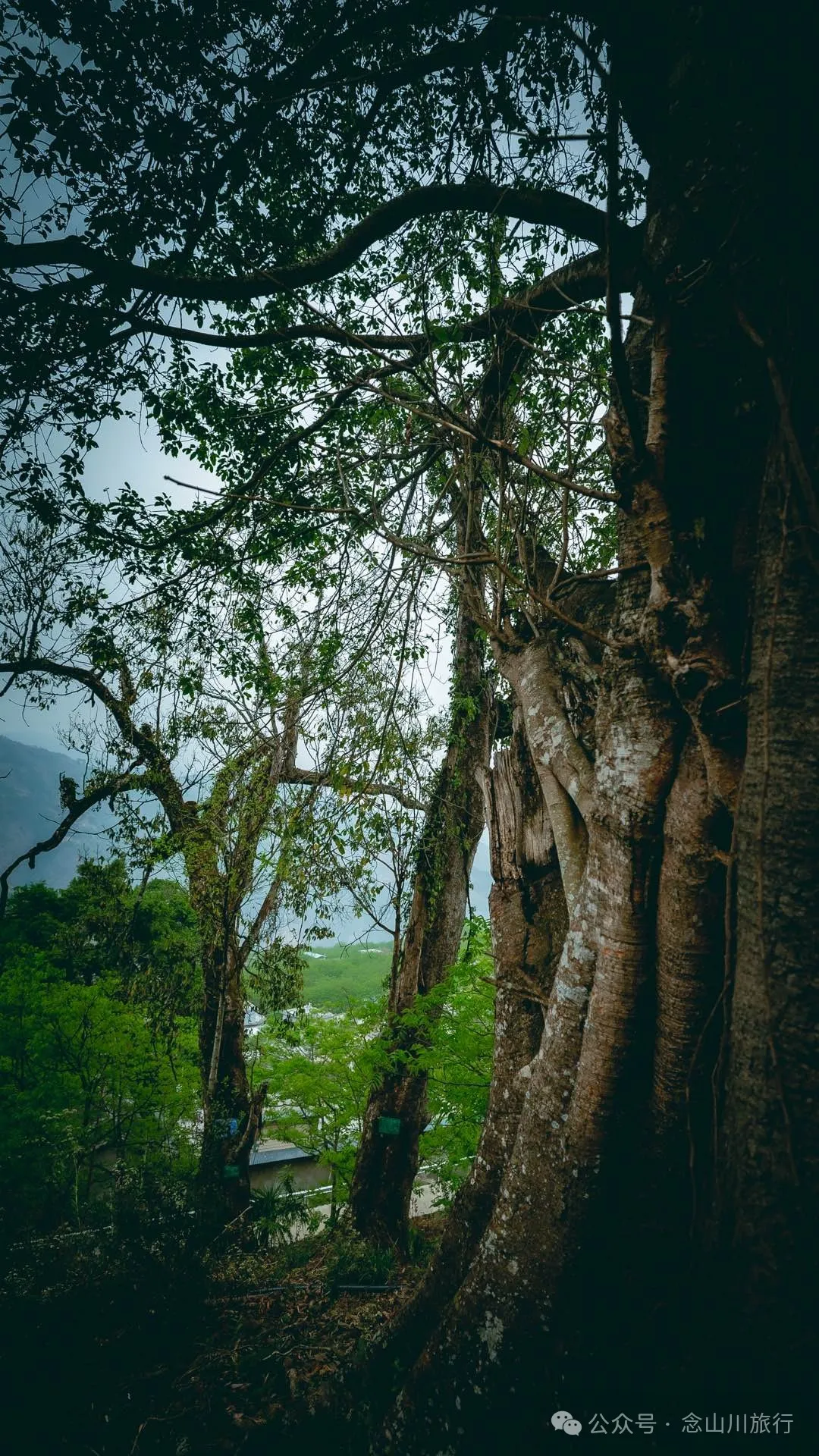 大理南涧小湾东镇老家库村:千年彝寨,宛如漂浮在绿海上的岛屿 - 第30张