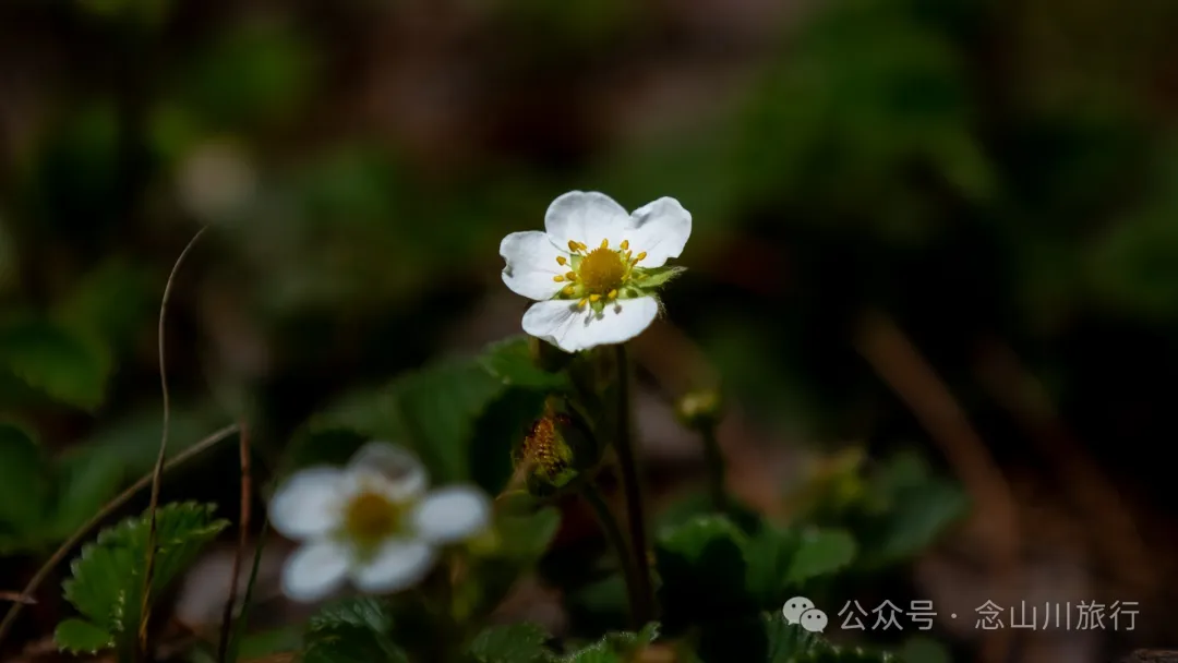 大理巍山五印乡小鸡足山:徒步大山深处,享受采蕨菜的春日野趣时光 - 第11张