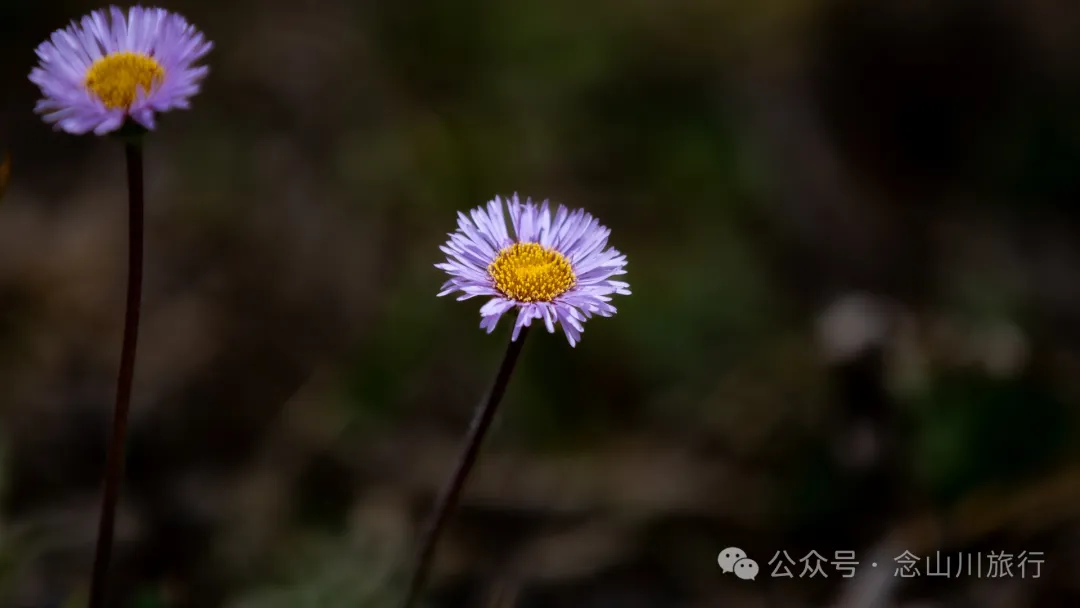 大理巍山五印乡小鸡足山:徒步大山深处,享受采蕨菜的春日野趣时光 - 第13张