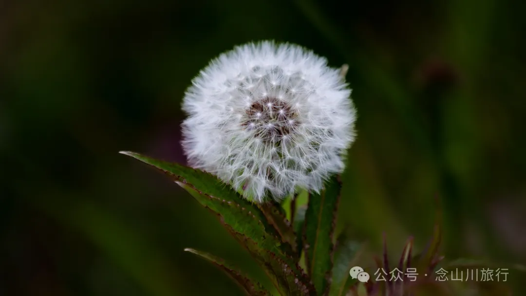 大理巍山五印乡小鸡足山:徒步大山深处,享受采蕨菜的春日野趣时光 - 第18张