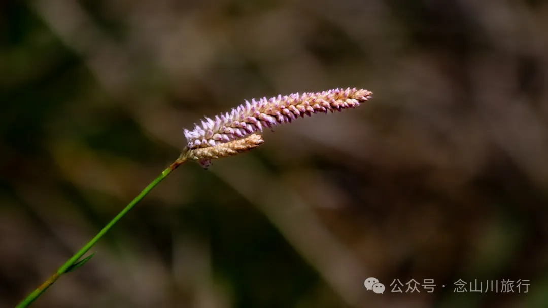 大理巍山五印乡小鸡足山:徒步大山深处,享受采蕨菜的春日野趣时光 - 第19张
