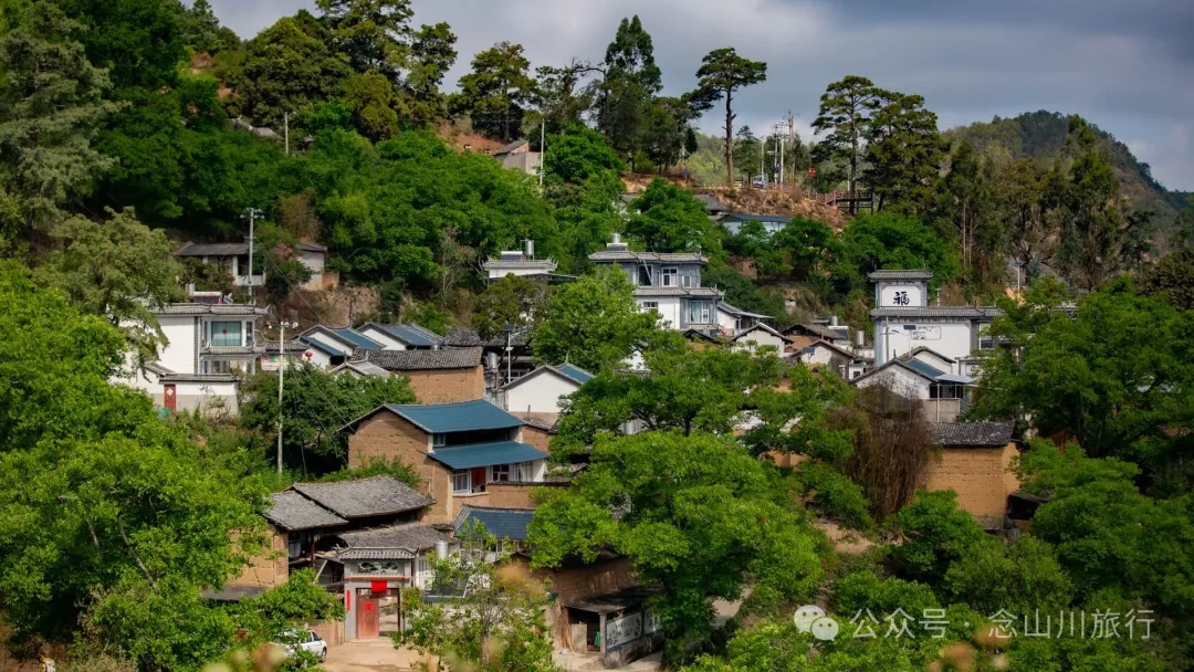大理巍山五印乡小鸡足山:徒步大山深处,享受采蕨菜的春日野趣时光 - 第29张