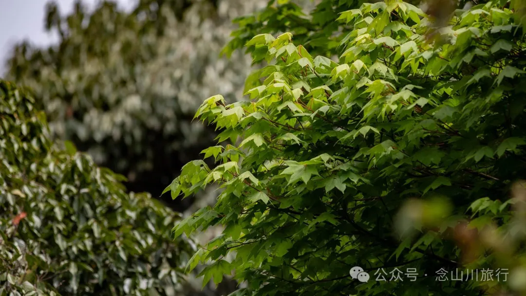 大理巍山五印乡小鸡足山:徒步大山深处,享受采蕨菜的春日野趣时光 - 第3张