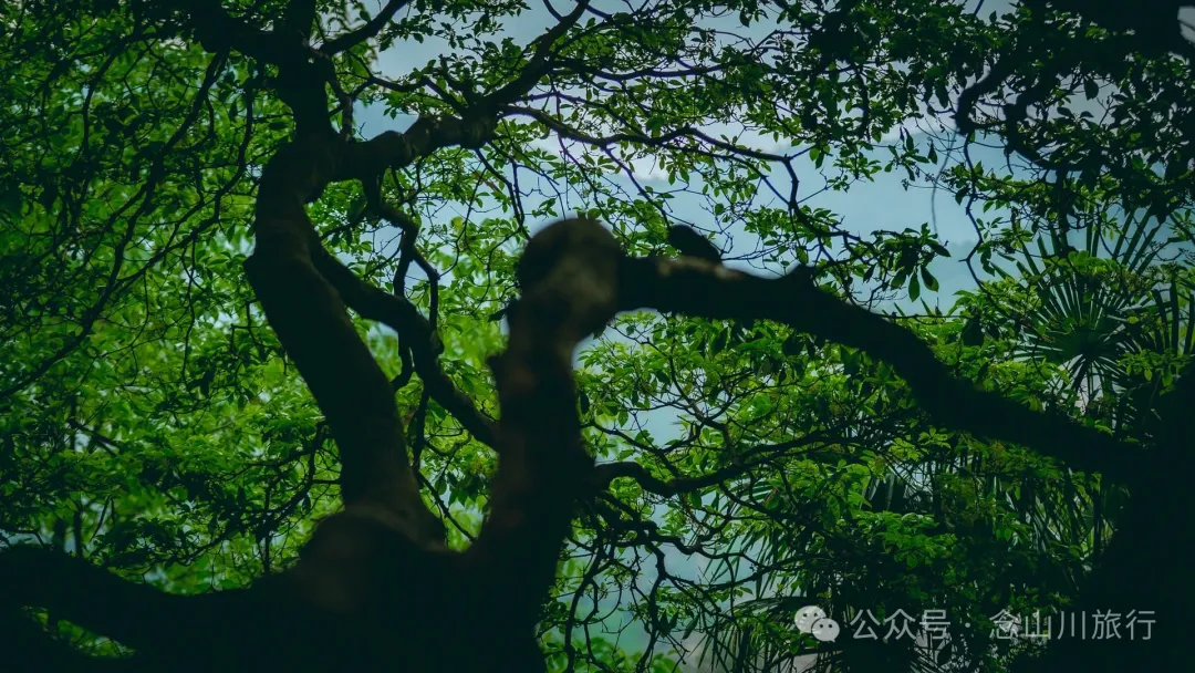 大理南澗碧溪鄉岩子頭村：古樹群中的寧靜，古老村莊的故事 - 第2張