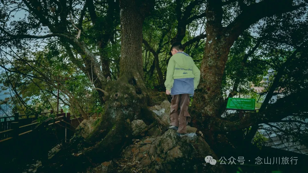 大理南澗碧溪鄉岩子頭村：古樹群中的寧靜，古老村莊的故事 - 第21張