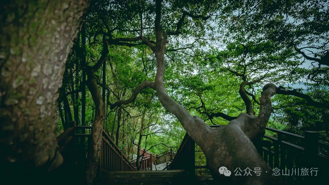 大理南澗碧溪鄉岩子頭村：古樹群中的寧靜，古老村莊的故事 - 第22張