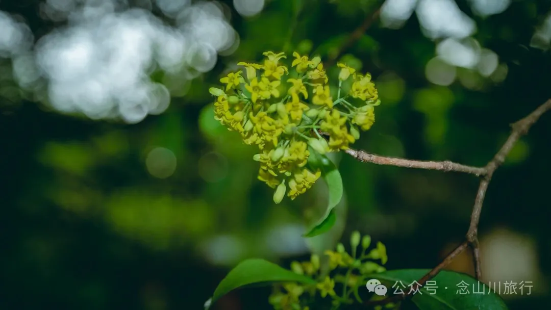 大理南澗碧溪鄉岩子頭村：古樹群中的寧靜，古老村莊的故事 - 第24張