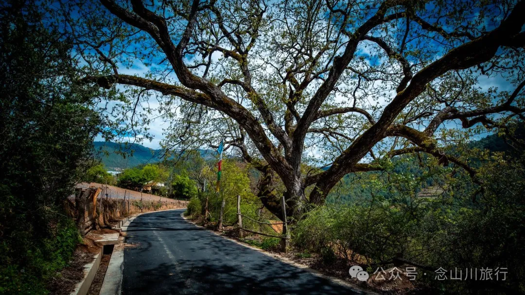 Bazhu Village in Tacheng Town, Weixi, Diqing: A Pure Land of Tibetan Buddhism, a Green Secret Deep in the Mountains - Image 12