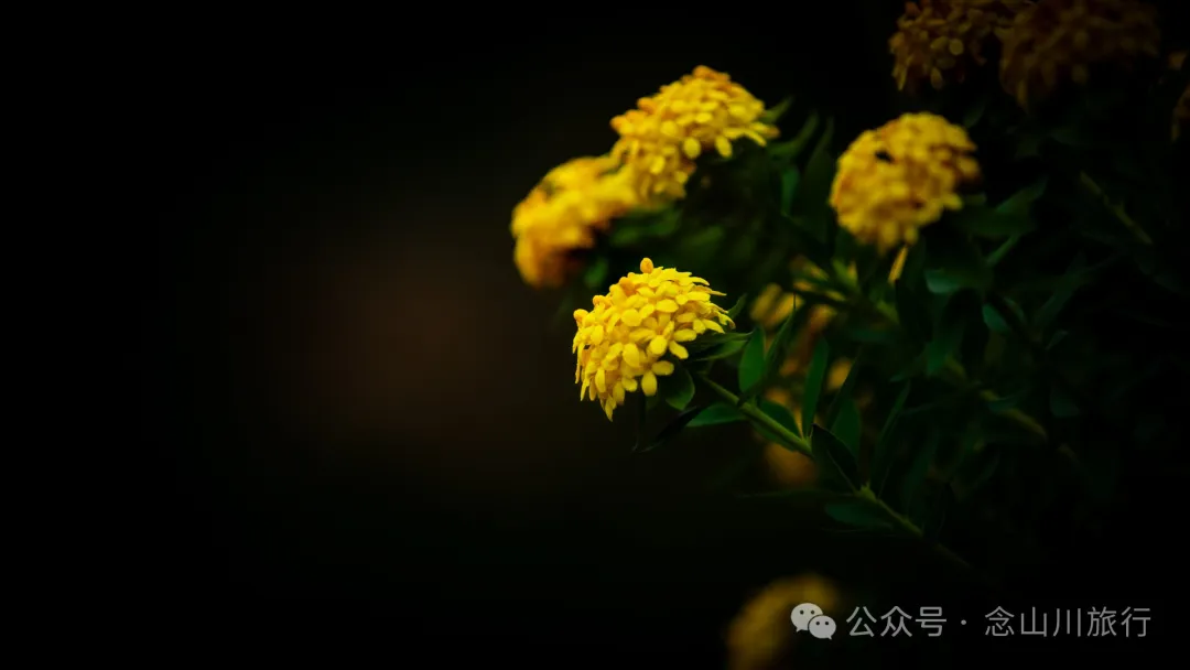 Bazhu Village in Tacheng Town, Weixi, Diqing: A Pure Land of Tibetan Buddhism, a Green Secret Deep in the Mountains - Image 33