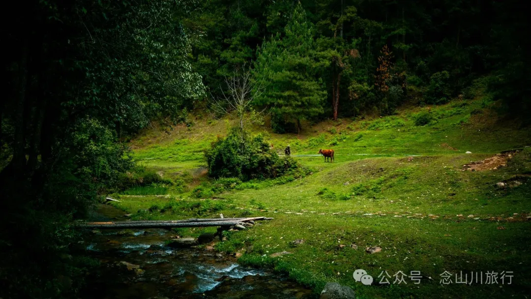 Bazhu Village in Tacheng Town, Weixi, Diqing: A Pure Land of Tibetan Buddhism, a Green Secret Deep in the Mountains - Image 6