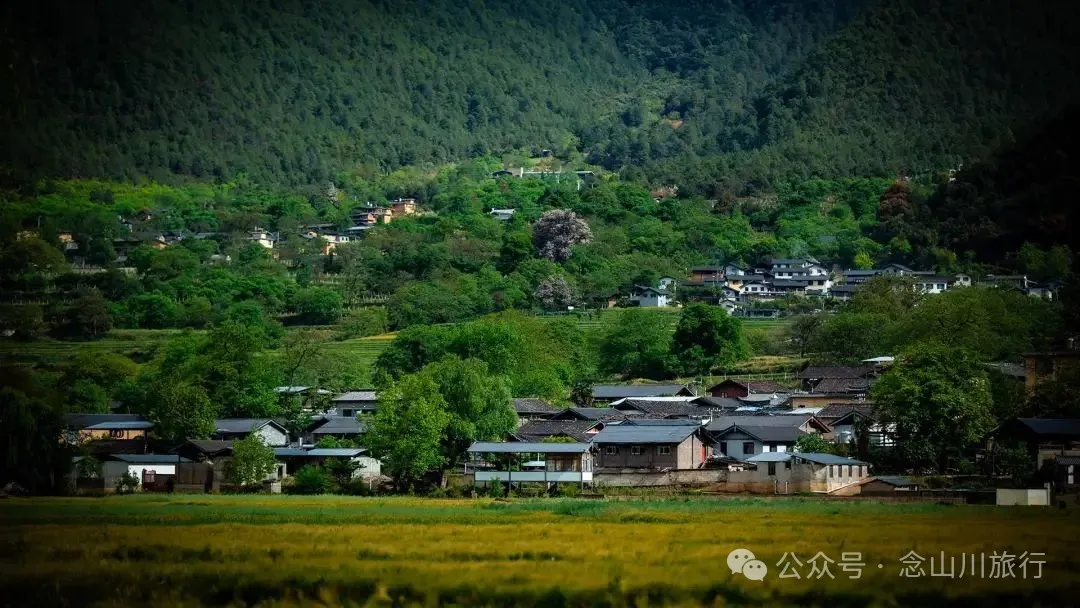 迪庆维西塔城镇冲可村的麦浪与松涛，是一首写不尽的诗歌 - 第1张