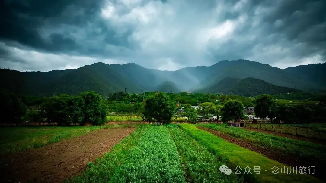迪庆维西塔城镇冲可村的麦浪与松涛，是一首写不尽的诗歌 - 第4张