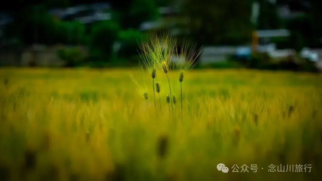 迪庆维西塔城镇冲可村的麦浪与松涛，是一首写不尽的诗歌 - 第6张