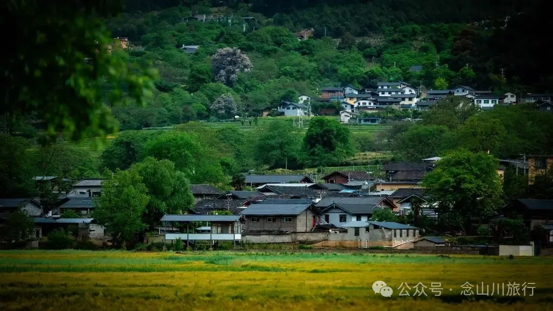 迪庆维西塔城镇冲可村的麦浪与松涛，是一首写不尽的诗歌 - 第7张