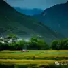 迪庆维西塔城镇冲可村的麦浪与松涛,是一首写不尽的诗歌
