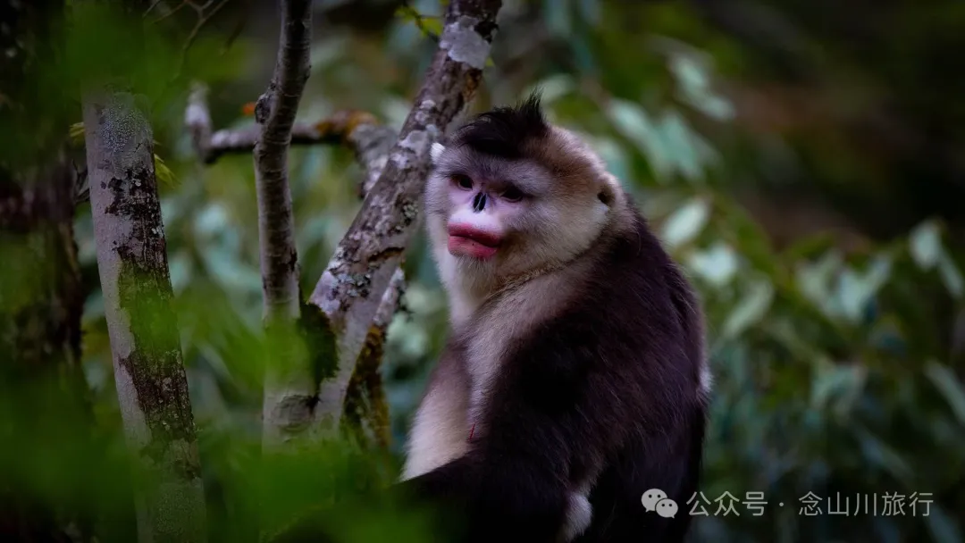 Yunnan Golden Monkey National Forest Park: A Green Home for Snow Mountain Spirits, a Gift of Nature - Image 1