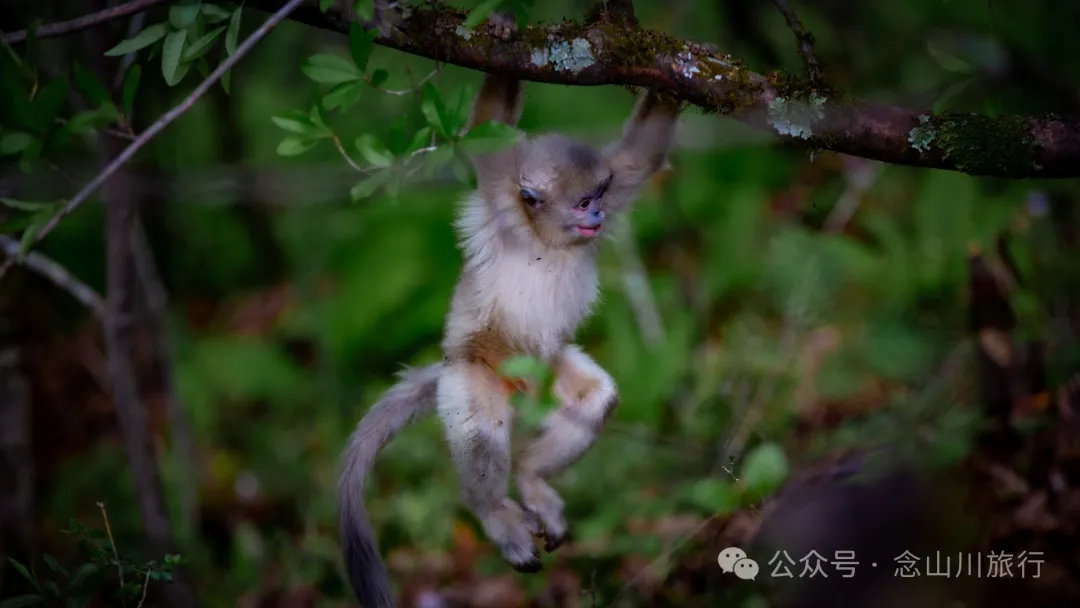 Yunnan Golden Monkey National Forest Park: A Green Home for Snow Mountain Spirits, a Gift of Nature - Image 10