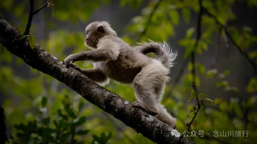 Yunnan Golden Monkey National Forest Park: A Green Home for Snow Mountain Spirits, a Gift of Nature - Image 11
