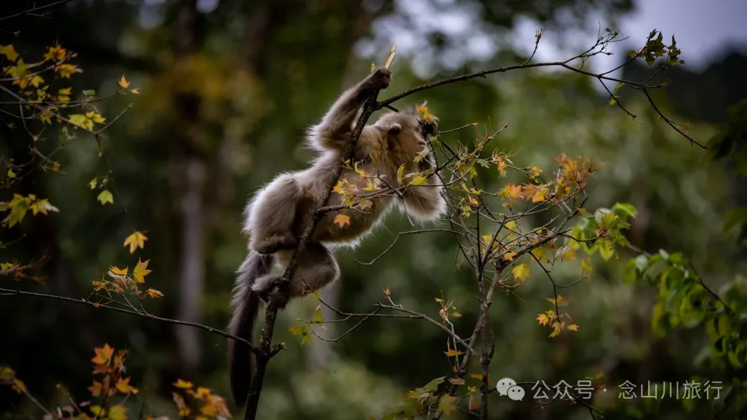 Yunnan Golden Monkey National Forest Park: A Green Home for Snow Mountain Spirits, a Gift of Nature - Image 12