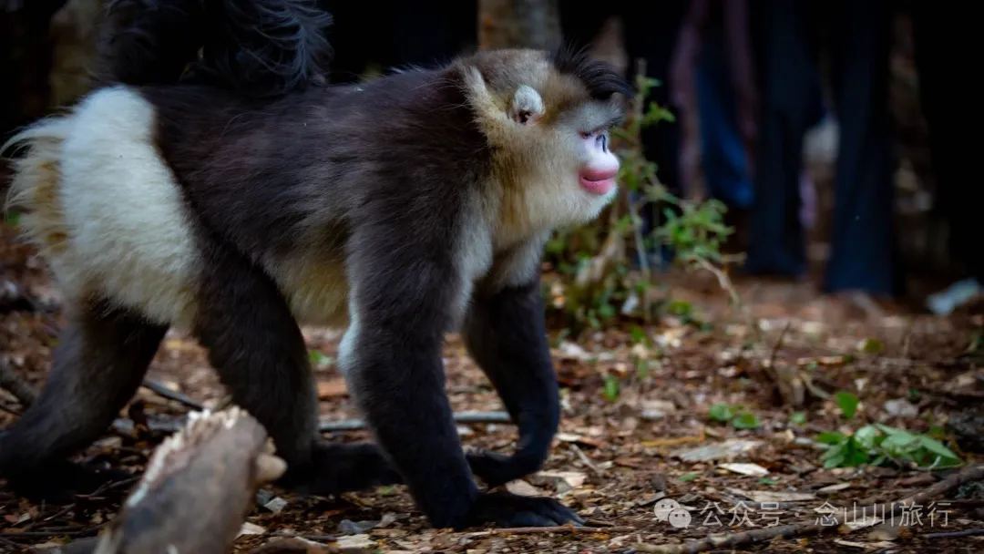 Yunnan Golden Monkey National Forest Park: A Green Home for Snow Mountain Spirits, a Gift of Nature - Image 13