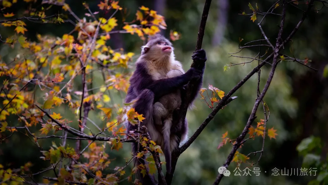 Yunnan Golden Monkey National Forest Park: A Green Home for Snow Mountain Spirits, a Gift of Nature - Image 14
