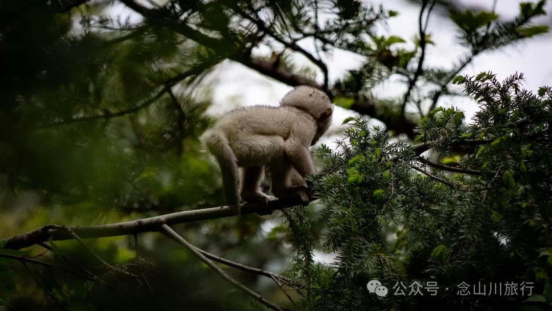 Yunnan Golden Monkey National Forest Park: A Green Home for Snow Mountain Spirits, a Gift of Nature - Image 15