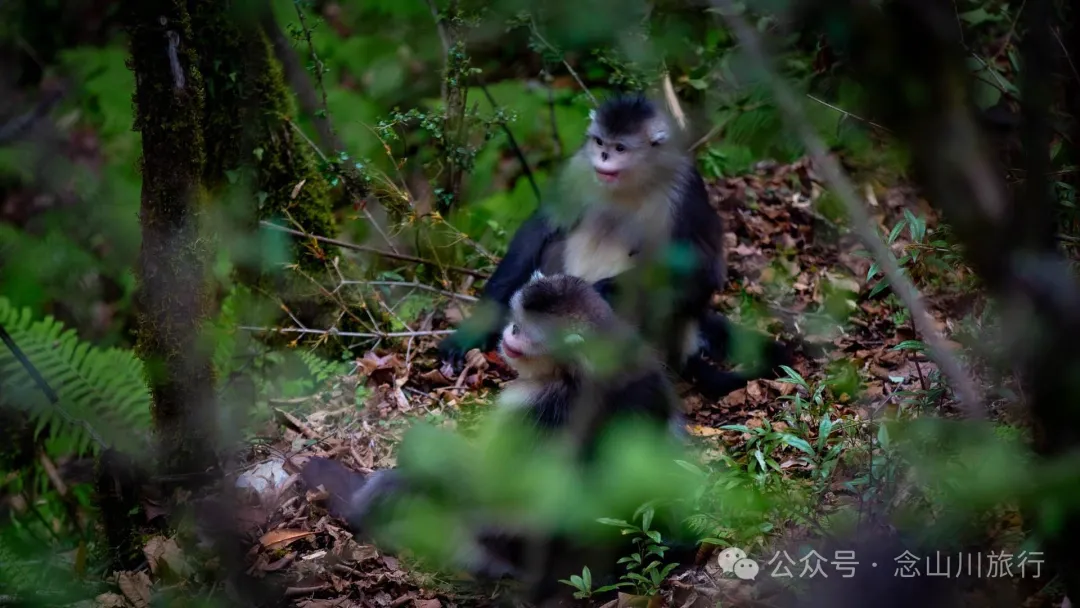 Yunnan Golden Monkey National Forest Park: A Green Home for Snow Mountain Spirits, a Gift of Nature - Image 16