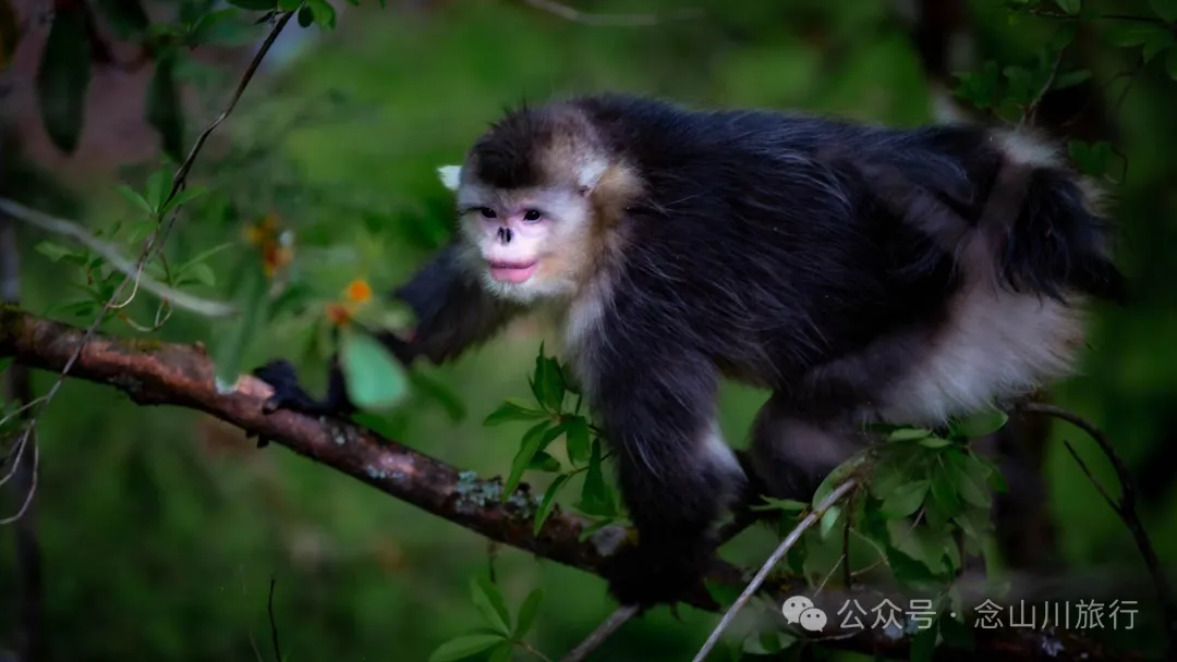 Yunnan Golden Monkey National Forest Park: A Green Home for Snow Mountain Spirits, a Gift of Nature - Image 18