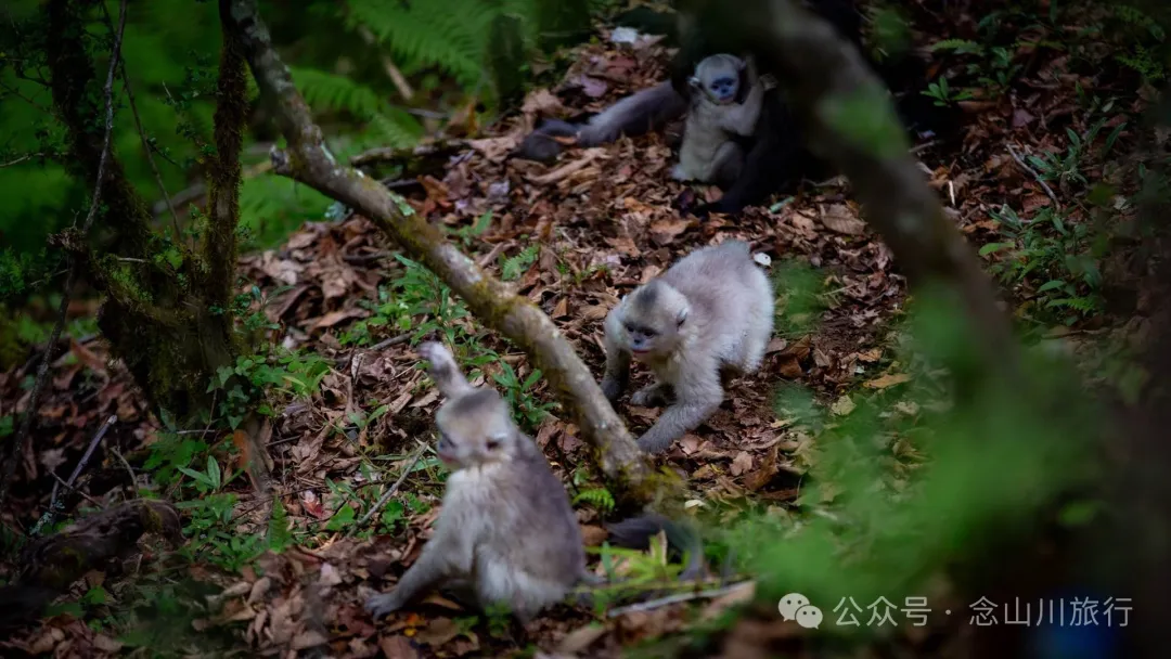 Yunnan Golden Monkey National Forest Park: A Green Home for Snow Mountain Spirits, a Gift of Nature - Image 19