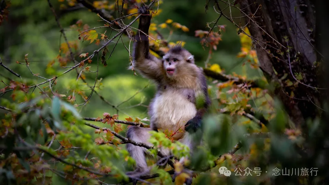 Yunnan Golden Monkey National Forest Park: A Green Home for Snow Mountain Spirits, a Gift of Nature - Image 2
