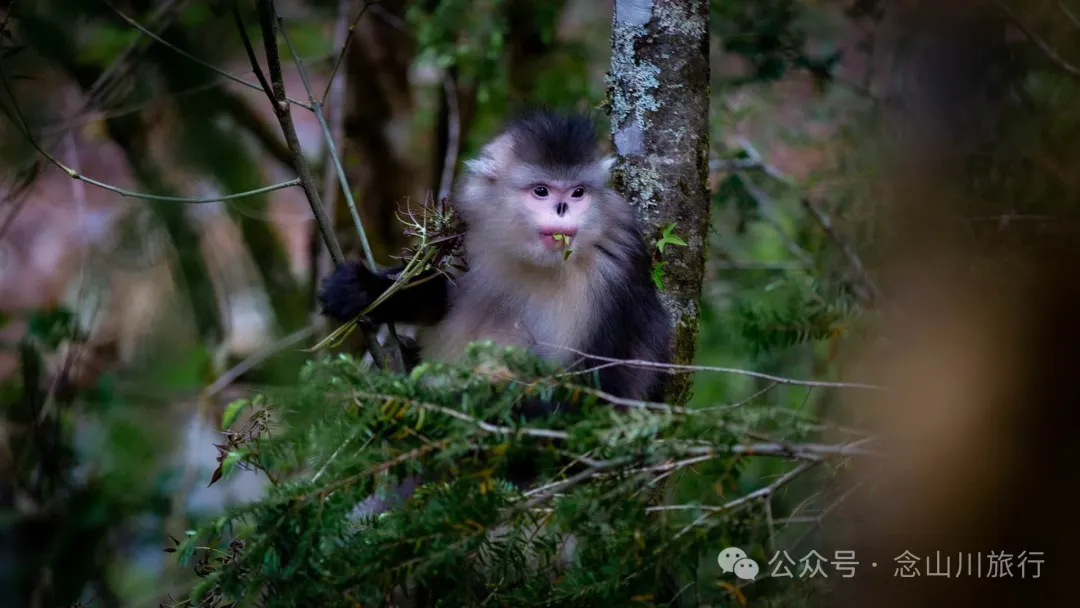 Yunnan Golden Monkey National Forest Park: A Green Home for Snow Mountain Spirits, a Gift of Nature - Image 20