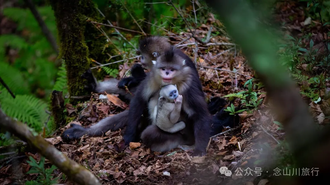 Yunnan Golden Monkey National Forest Park: A Green Home for Snow Mountain Spirits, a Gift of Nature - Image 21
