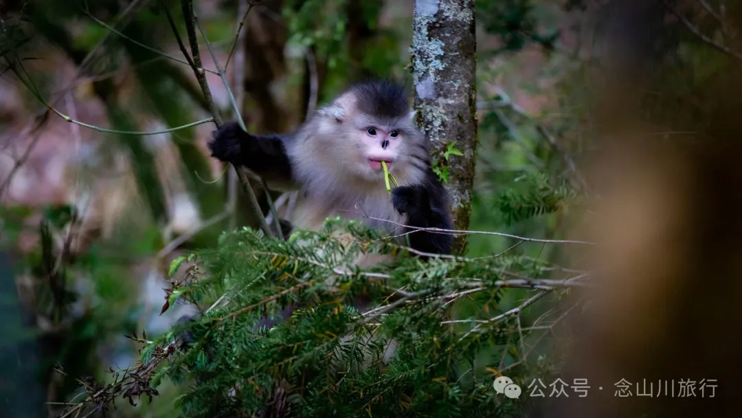 Yunnan Golden Monkey National Forest Park: A Green Home for Snow Mountain Spirits, a Gift of Nature - Image 22