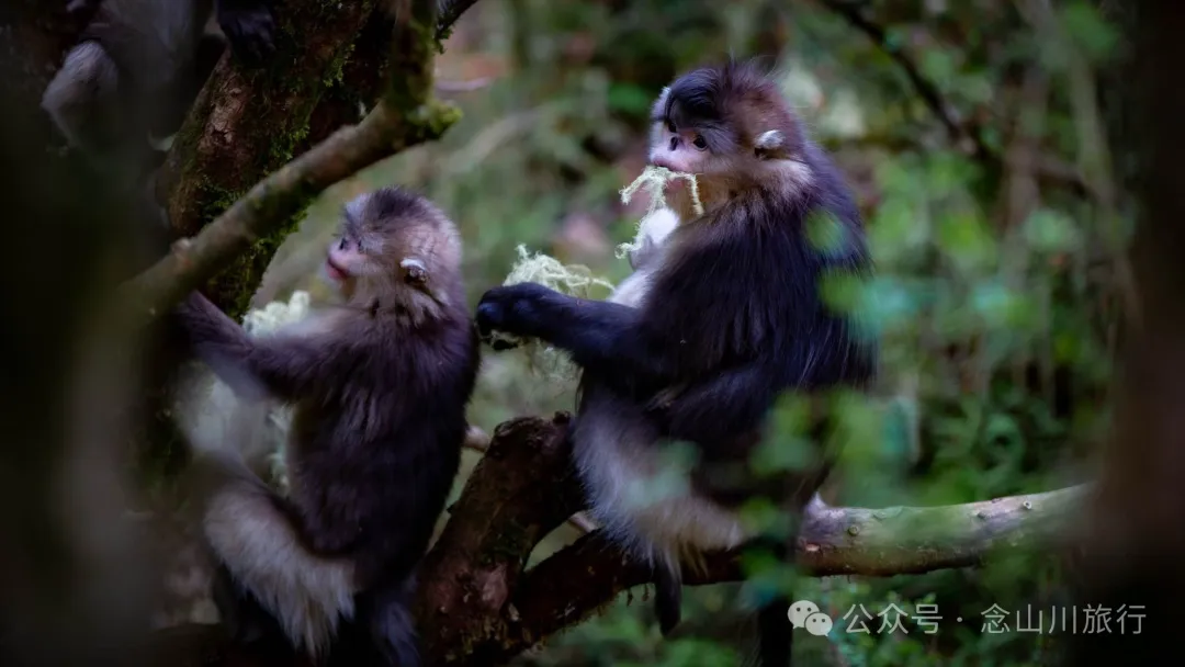 Yunnan Golden Monkey National Forest Park: A Green Home for Snow Mountain Spirits, a Gift of Nature - Image 23