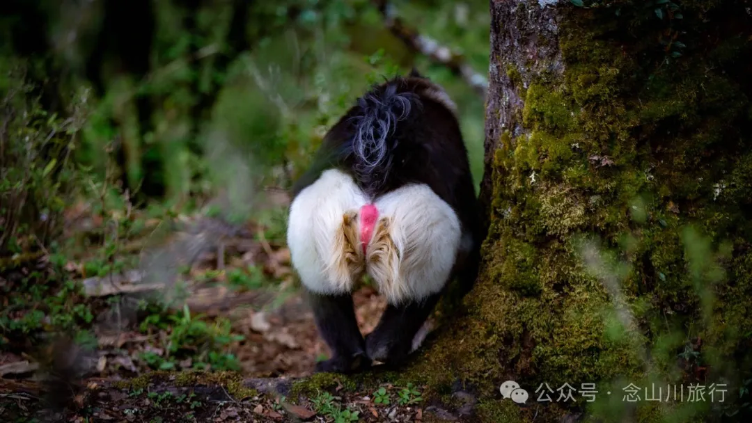 Yunnan Golden Monkey National Forest Park: A Green Home for Snow Mountain Spirits, a Gift of Nature - Image 24